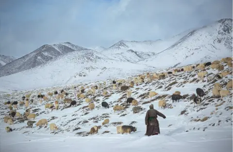 Andrew Newey A shepherd with his goats on a snowy mountainside