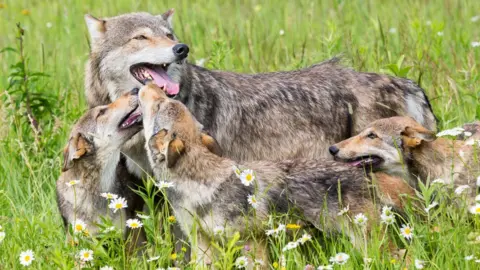 Getty Images Mother wolf with cubs