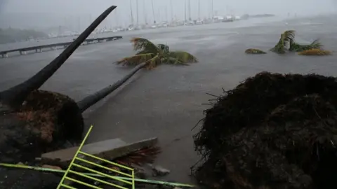 Getty Images Palm trees knocked over and floating in floodwaters in Puerto Rico