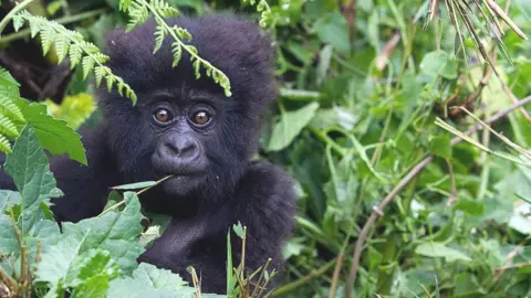 Getty Images Mountain gorilla