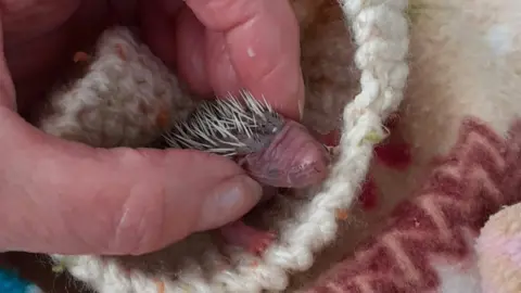 Prickly Prickles Hedgehog Rescue Pea when he was rescued