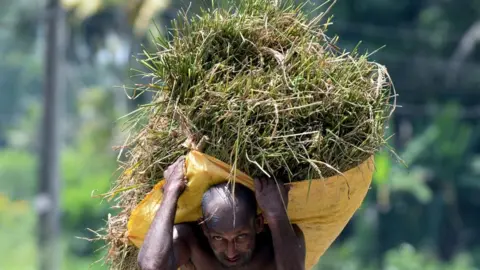 Getty Images A farmer carries harvested paddy on his head at a field in Kalutara on the outskirts of Colombo on February 24, 2021.