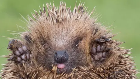 David Tipling/Education Images A hedgehog