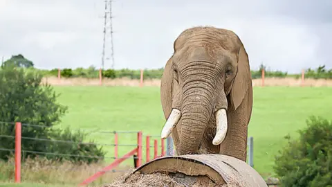Bob Pitchford Noah's Ark Zoo