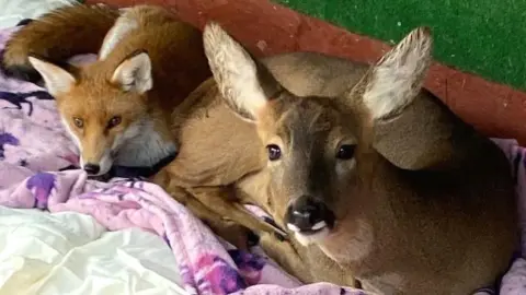 Geoff Grewcock Fox and deer