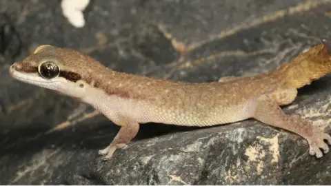 Luis Ceriaco A beige gecko with a brown stripe on its head