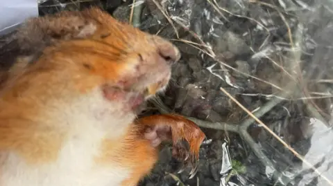 Cramlington and District Red Squirrel Group The body of a dead red squirrel lies against some tree bark. It has visible pox marks on its mouth.