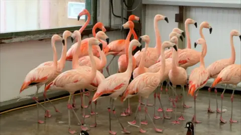 A flock of flamingos inside a building after their enclosure was damaged in a storm