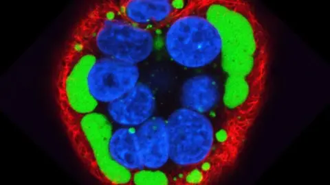 Pirbright Institute Rinderpest virus