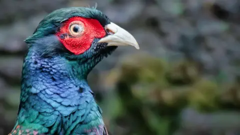 Getty Images Pheasant