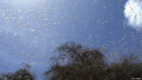 Getty Images Locusts flying in the sky