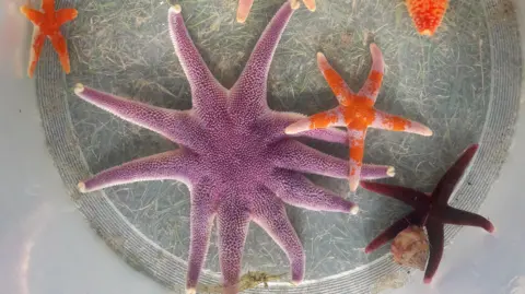 A close up of some colourful starfish, one large purple one has ten legs, others have five leds, one is pink and orange, another a dark red and others orange.