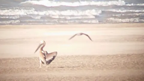 Blackpool Zoo Missing pelican spotted on Fairhaven beach