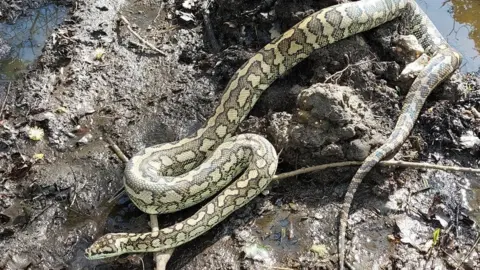 Hants Rural Police Python in Blackwater