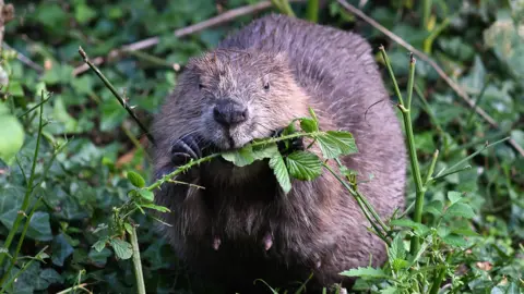 David Parkyn A beaver eating grass
