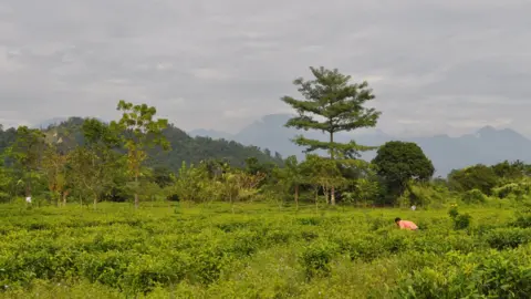 BBC Tea gardens in Assam