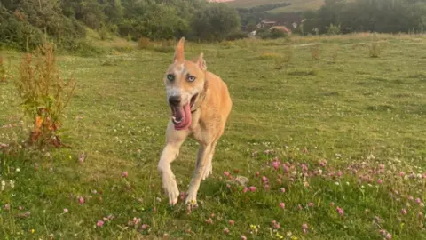 Emma Frowen Bull greyhound Ice