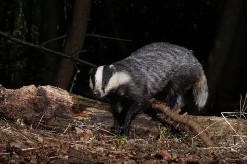 Ola Maddams A badger in the woods in England