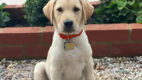 Guide Dogs  Daniel