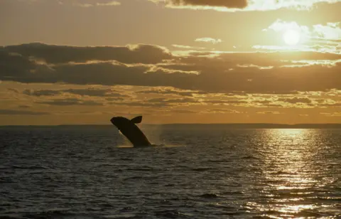 VW Pics A North Atlantic right whale breaches the waters in the Bay of Fundy at sunset.