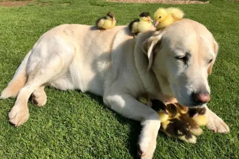 Mountfitchet Castle Fred the dog and ducklings