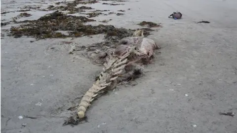 SMASS Scottish Marine Animal Stranding Scheme