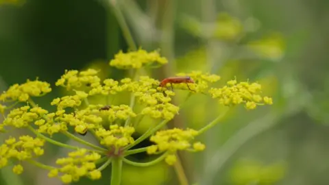 Nic Shelton Yellow flower with an insect on it