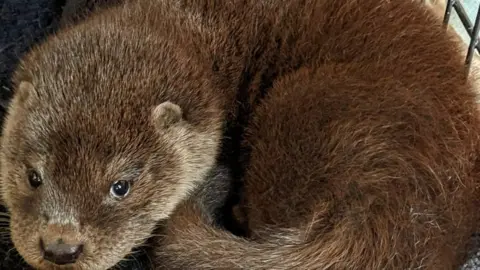 Sarah Neill Eden the otter cub