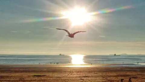 Mike Daniels Seagull flying over Broadhaven North in Pembrokeshire