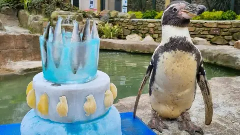PARADISE PARK Spneb the penguin with her ice cake