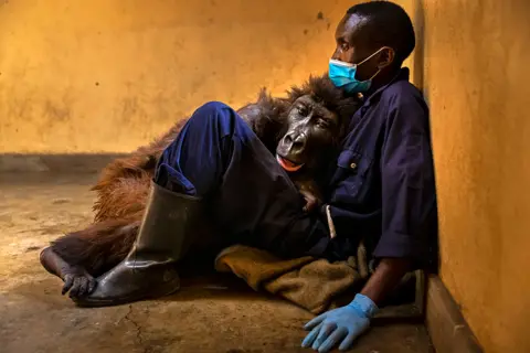 Brent Stirton/WPY Gorilla and keeper