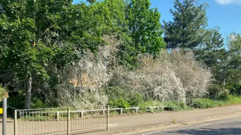 South Beds News Agency Caterpillar webbing on trees