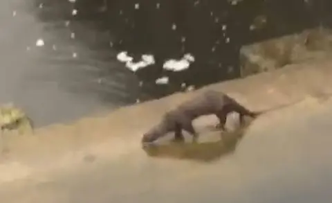 Hardy's Cycles Otter