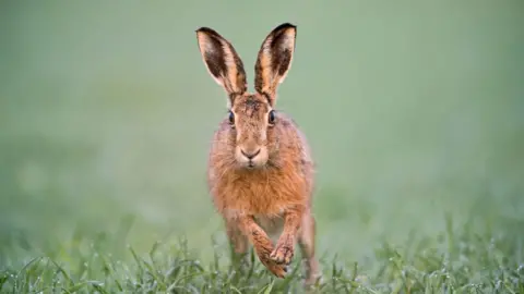 Education Images/Getty Images Brown hare