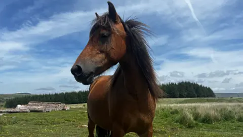 A chestnut coloured pony is standing directly in front of the camera with it's head in profile and its darker main flying in the breeze. Behind it are blue skies dotted with some clouds, a pile of cut tree trunks, a forest and moorland. 