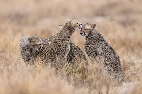 Sue Morris Three cheetahs grooming each other