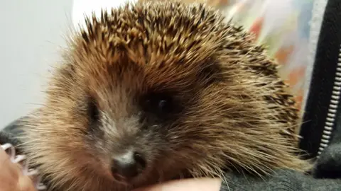 Frank Tett Stephen the hedgehog