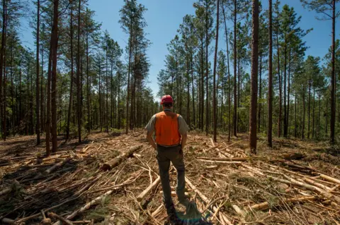US Forest Service Timber sales production in the Chattahoochee National Forest, Georgia