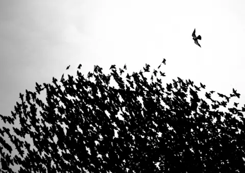 Thomas Easterbrook / Bird Photographer of the Year Peregrine Falcon and starlings