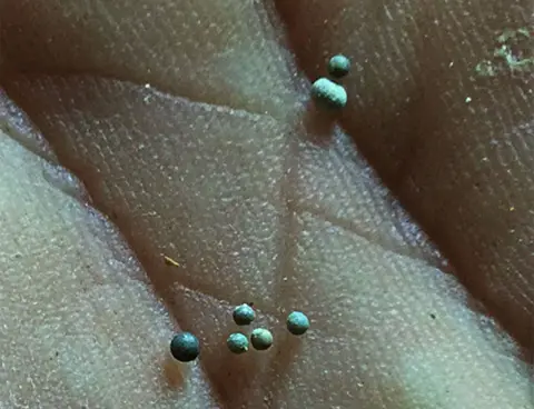 Robert DePalma Tektites