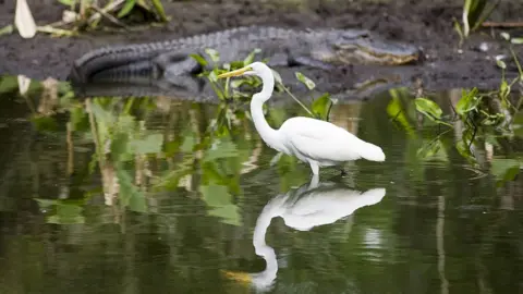 Getty Images An egret and a gator