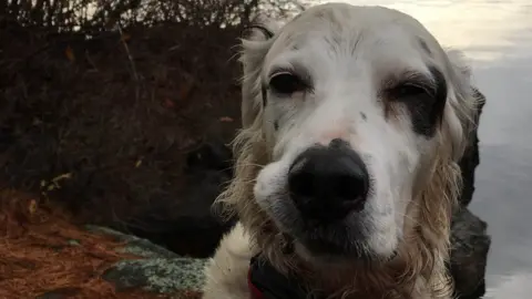 Cathi Henn 'Hero' Pete the English Setter dog died after facing a bear in Monksville Reservoir in New Jersey