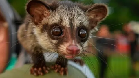 Getty Images Asian civet in Banda Aceh