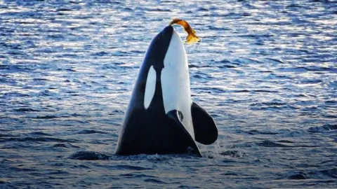 Orca