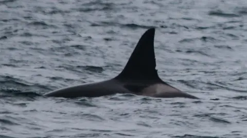 whales