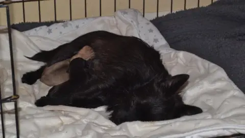 Fenland Animal Rescue Bella and her puppies