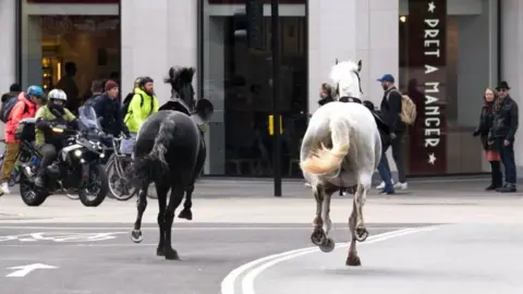 NASA A black and white horse run through the street in central London