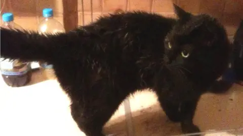 Zoe Foster Gizmo the cat