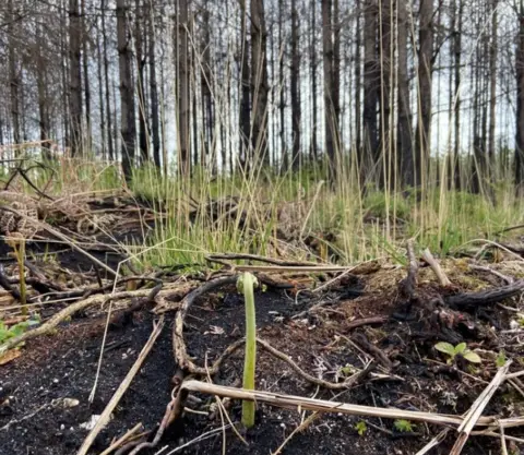 Forestry England Wareham Forest new growth