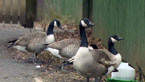 BBC hessilhead birds